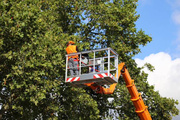 How Our Tree Care Process Works  in Buckhead Ridge, FL